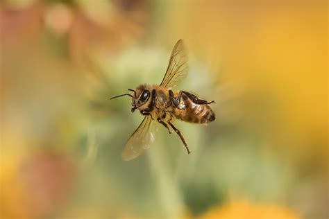 How to Photograph Insects in Flight | Nature TTL