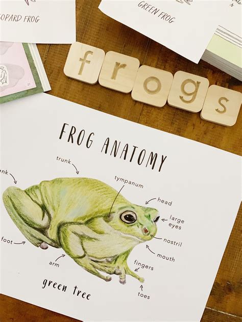 Frog Anatomy Printables Homeschool Resources Green Tree - Etsy