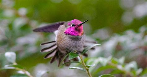 Hummingbirds Of The Pacific Northwest | mandyscharms