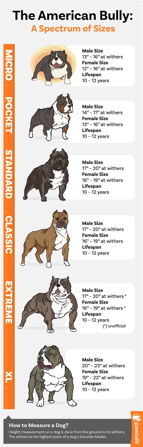 Is the Micro Bully the Smallest Luxury Bully Breed for You? – PawSafe