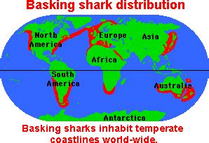 BASKING SHARK - Zoom Sharks