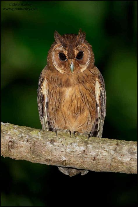 Jamaican Owl | Focusing on Wildlife