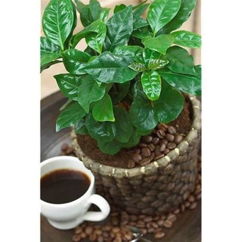 Growing Coffee Plants As Indoor Plants | Coffee plant, Growing coffee, Trees to plant