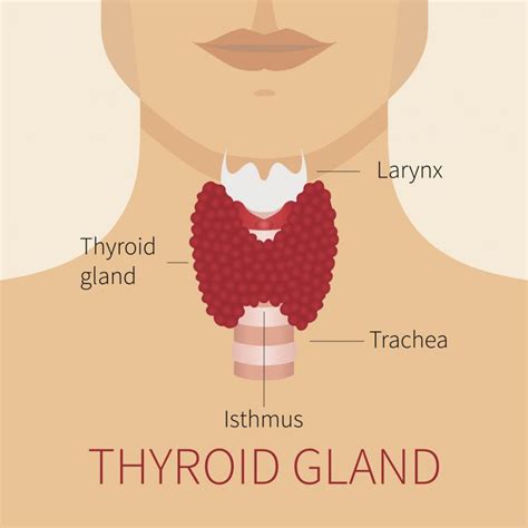 The Thyroid Gland | Queensland Health