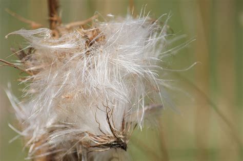 Thistle Seeds Seed Stand - Free photo on Pixabay - Pixabay