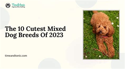 The 10 Cutest Mixed Dog Breeds Of 2023