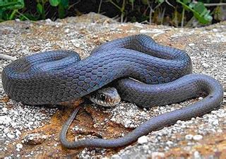 Blue Racer Snake