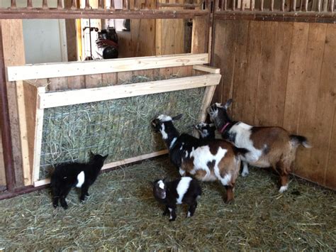 Goat Hay Feeder | Goat hay feeder, Goat farming, Hay feeder