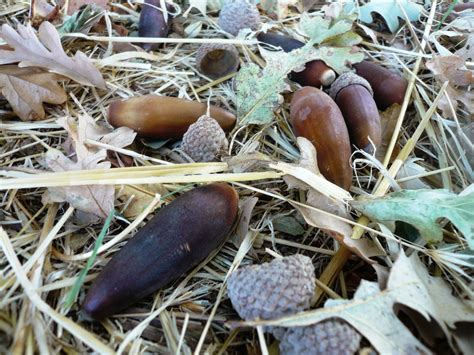 Countryman: Foraging California's Wild Side: All About Acorn