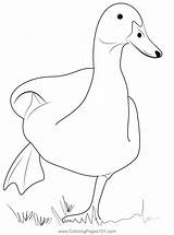 Beautiful White Duck Coloring Page For Kids  Free Ducks Printable sketch template