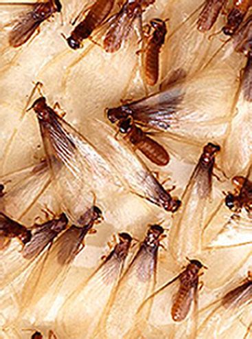 Winged Termites Home submited images.