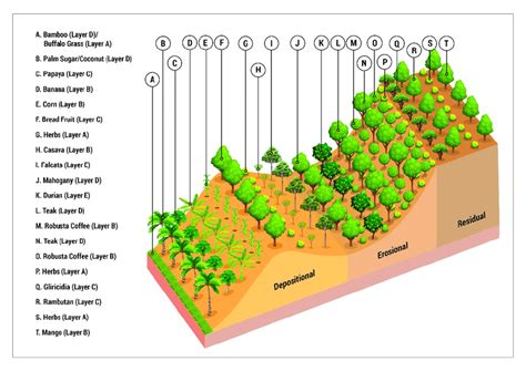 Illustration of Plant Layout Model of Agroforestry Systems to Control... | Download Scientific ...