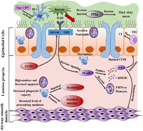 Inflammatory response in CF: TLRs recognize PAMPs (pattern ...