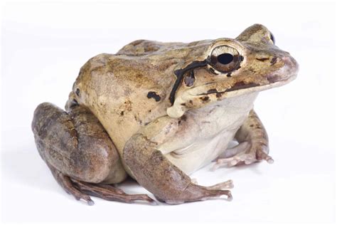 The 10 Largest Frogs in the World in 2024 - A-Z Animals