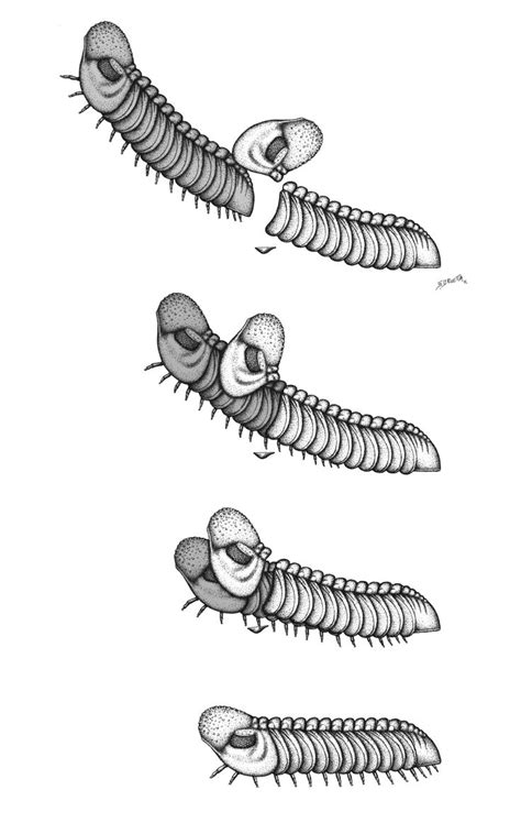 WCS Earth Blog: Trilobites: ecdysis & trace fossils | Trilobite, Fossils, Musical logo