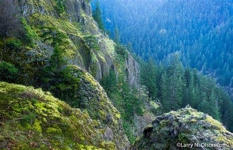 Basalt Cliffs, Eagle Creek, OR - Larry N. Olson Photography