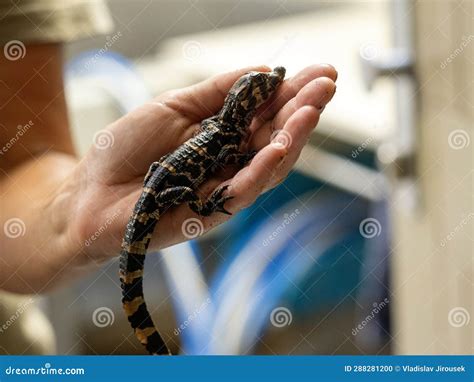 Newborn Baby of the Very Rare Chinese Alligator, Alligator Sinensis ...