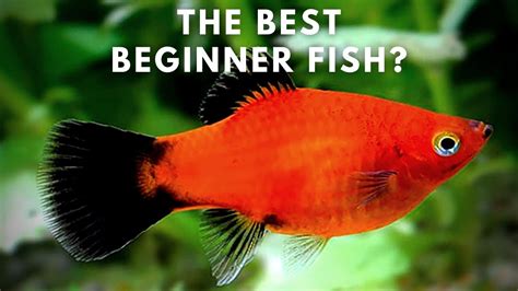 Best Beginner Fish – Platy Care and Breeding Guide – HousePetsCare.com