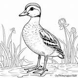 Wood Duck Coloring Pages  Free & Printable sketch template