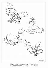 Food Chain Pyramid Coloring Sheet Pages sketch template