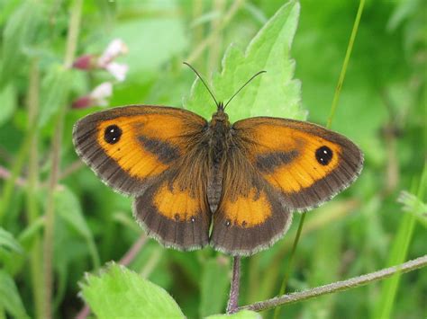 Record low number of British butterflies concerns scientists - Farming UK News