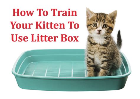 How To Train a Kitten To Use Litter Box - iHomePet