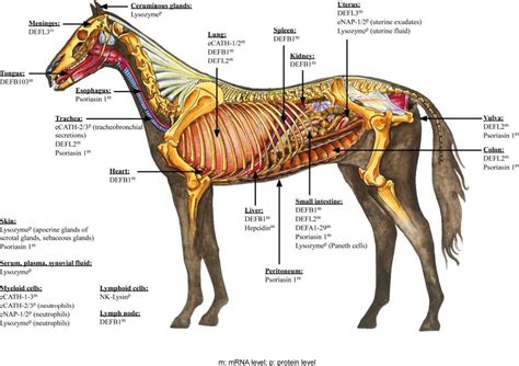 Horses, Horse anatomy, Horse therapy