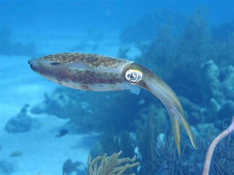 Caribbean reef squid - Alchetron, The Free Social Encyclopedia