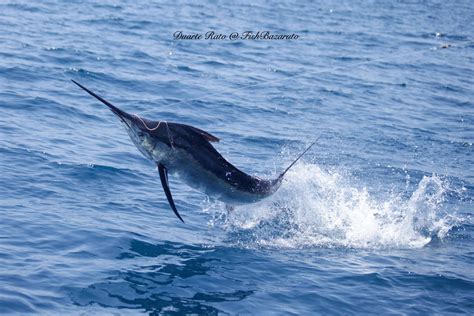 Green water marlin on board Strenue at San Sebastian