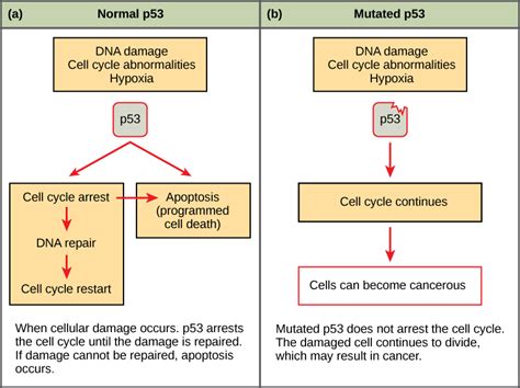 6.3 Cancer and the Cell Cycle – Concepts of Biology – 1st Canadian Edition