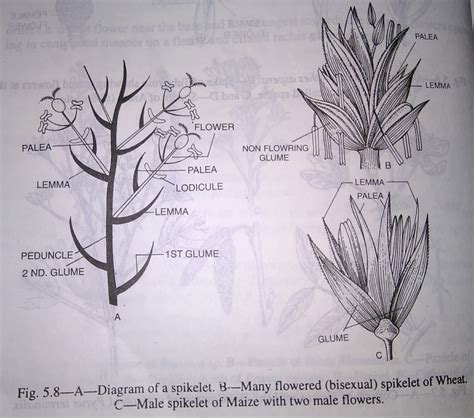 Indefinite or Racemose Inflorescence and its types- digieduco