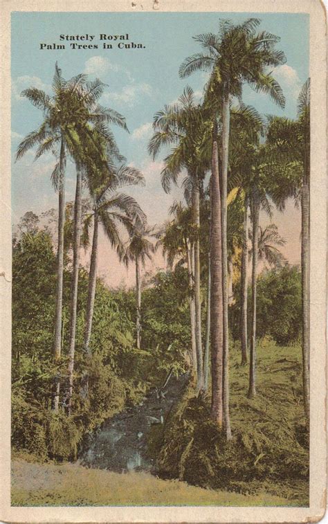 Stately Royal Palm Trees in Cuba