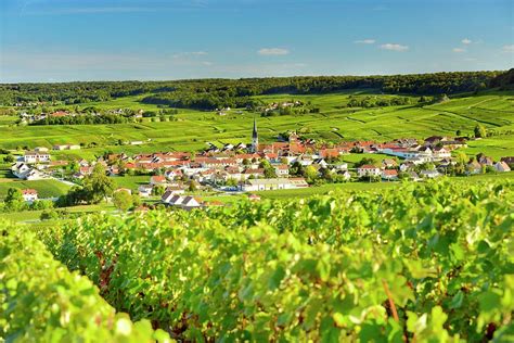 Vineyards In Sacy, France Digital Art by Francesco Carovillano - Fine Art America