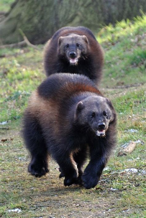 Wolverines in action. Formidable beasts with a badass name, not one to ...