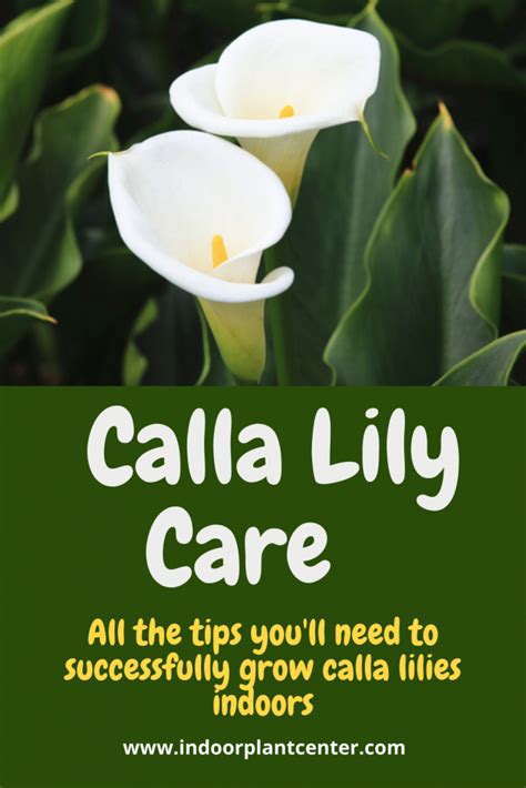 Calla Lily Care Tips for Indoor Gardeners - Indoor Plant Center