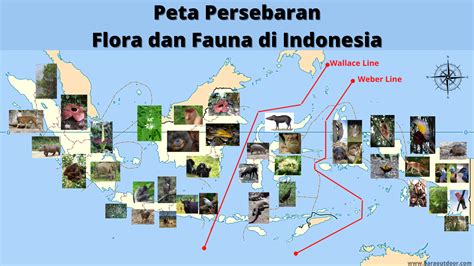 Peta Persebaran Flora dan Fauna di Indonesia