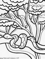 Rainforest Coloring Pages  The Barn sketch template