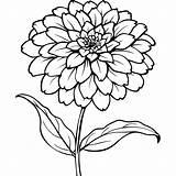 Zinnia Flower Outline Illustration coloring Book Page Design  sketch template