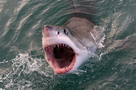 Scientists Show Electronic Technology Can Save People From Shark Bites