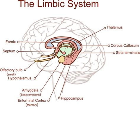 Limbic System And Emotion