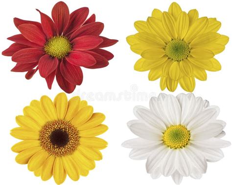 Red Yellow And White Flowers On Isolated White Background For Design ...