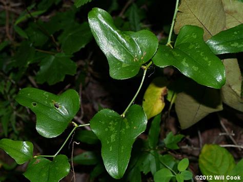 Saw Greenbrier, Catbrier (Smilax bona-nox)