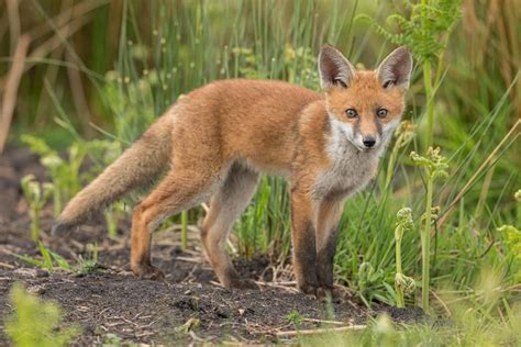 Red Fox Cub - Peak District Wildlife Photography - Francis J Taylor Photography