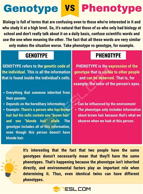 Genotype vs. Phenotype: Useful Difference between Phenotype vs. Genotype • 7ESL