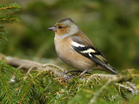 Big Garden Birdwatch: An abundance of garden birds – but where are all the finches ...
