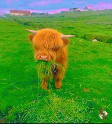 Cow picture cattles cow pet portraits from photos pet aesthetic cute animal pfp cute animal ...