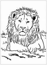 Reclining Lion  Coloring Pages sketch template