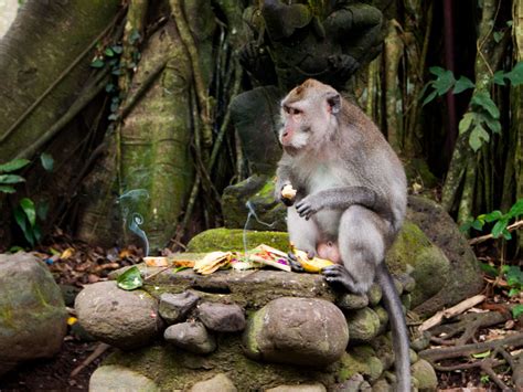 Monkey Forest, Ubud, Balid, Indonesia - Sonya and Travis