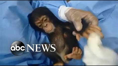 Woman is "Mother" to 50 Orphaned Chimps | Gives "Baby" First Bath ...