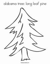 Southern Longleaf Pine Coloring Page sketch template